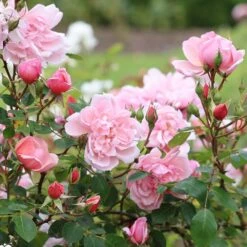 Rosa 'Albertine' 7 Rosa 'Albertine' -Plants Shop pl0000001273 card4 lg