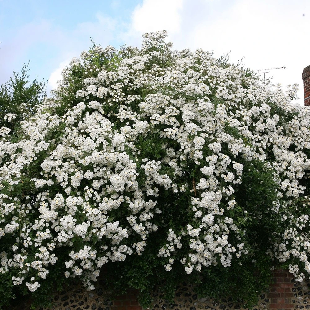 Rosa 'Rambling Rector' 2 Rosa 'Rambling Rector' - Image 2