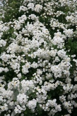 Rosa 'Rambling Rector' 7 Rosa 'Rambling Rector' -Plants Shop pl0000001282 card4 lg