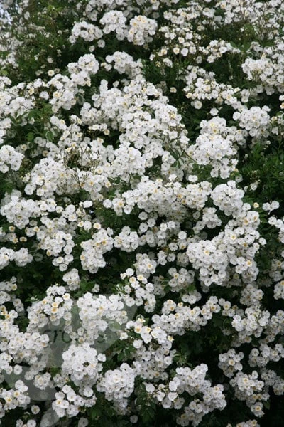 Rosa 'Rambling Rector' 4 Rosa 'Rambling Rector' - Image 4