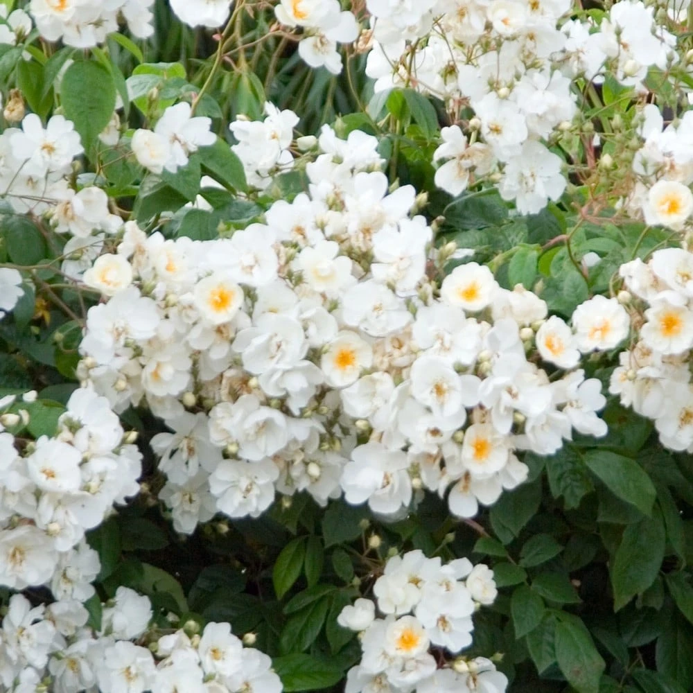 Rosa 'Wedding Day' 2 Rosa 'Wedding Day' - Image 2