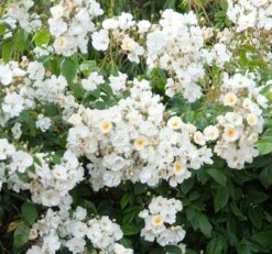 Rosa 'Wedding Day' 5 Rosa 'Wedding Day' -Plants Shop pl0000001284 card3 lg