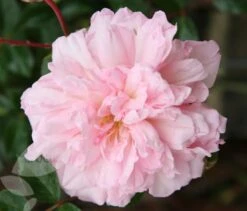 Rosa 'François Juranville' -Plants Shop pl0000001285 card3 lg