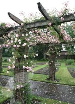 Rosa 'François Juranville' -Plants Shop pl0000001285 card4 lg