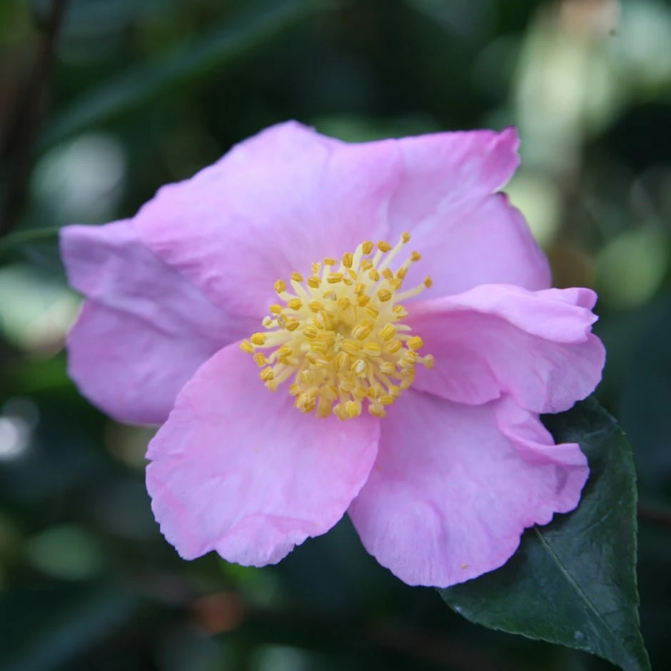 Camellia Sasanqua 'Plantation Pink' 1 Camellia Sasanqua 'Plantation Pink'