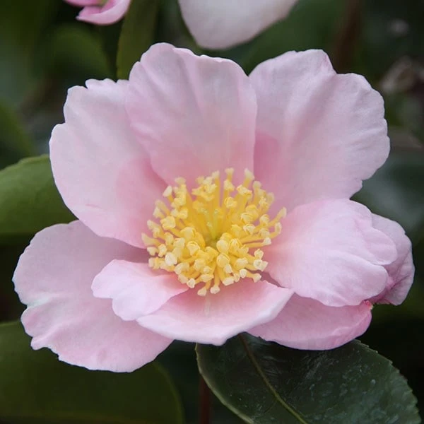 Camellia Sasanqua 'Plantation Pink' 2 Camellia Sasanqua 'Plantation Pink' - Image 2