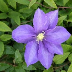 Clematis 'Lasurstern' -Plants Shop pl0000001388 card3 lg