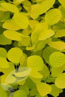 Cotinus Coggygria Golden Spirit ('Ancot') (PBR) -Plants Shop pl0000001412 card3 lg