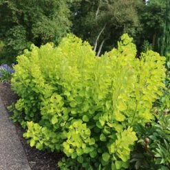 Cotinus Coggygria Golden Spirit ('Ancot') (PBR) -Plants Shop pl0000001412 card4 lg