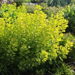 Cotinus Coggygria Golden Spirit ('Ancot') (PBR) -Plants Shop pl0000001412 card5 lg