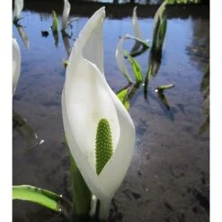 Lysichiton Camtschatcensis -Plants Shop pl0000001468 card3 lg