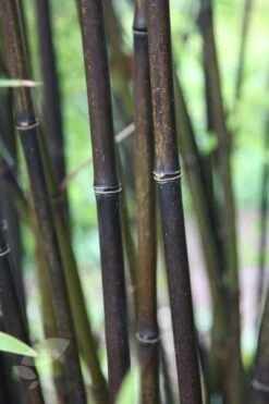 Phyllostachys Nigra -Plants Shop pl0000001601 card10 lg