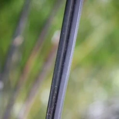 Phyllostachys Nigra -Plants Shop pl0000001601 card6 lg