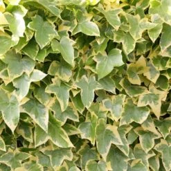 Hedera Helix 'Goldchild'