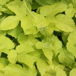 Humulus Lupulus 'Aureus'