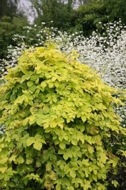 Humulus Lupulus 'Aureus' 5 Humulus Lupulus 'Aureus' -Plants Shop pl0000001664 card4 lg