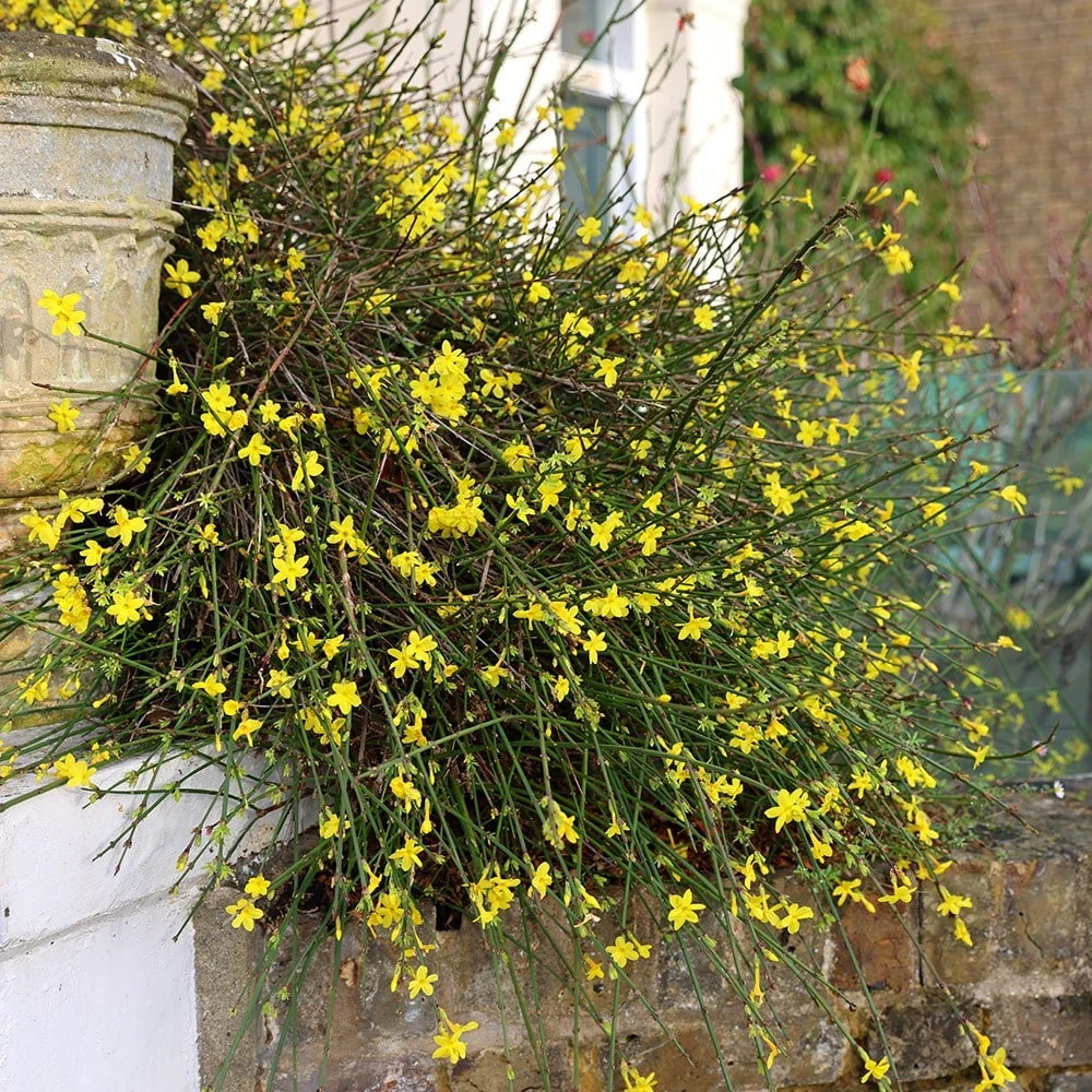 Jasminum Nudiflorum 3 Jasminum Nudiflorum - Image 3