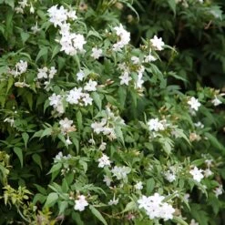 Jasminum Officinale -Plants Shop pl0000001668 card3 lg