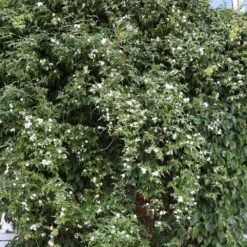 Jasminum Officinale -Plants Shop pl0000001668 card4 lg