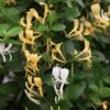 Lonicera Japonica 'Halliana'