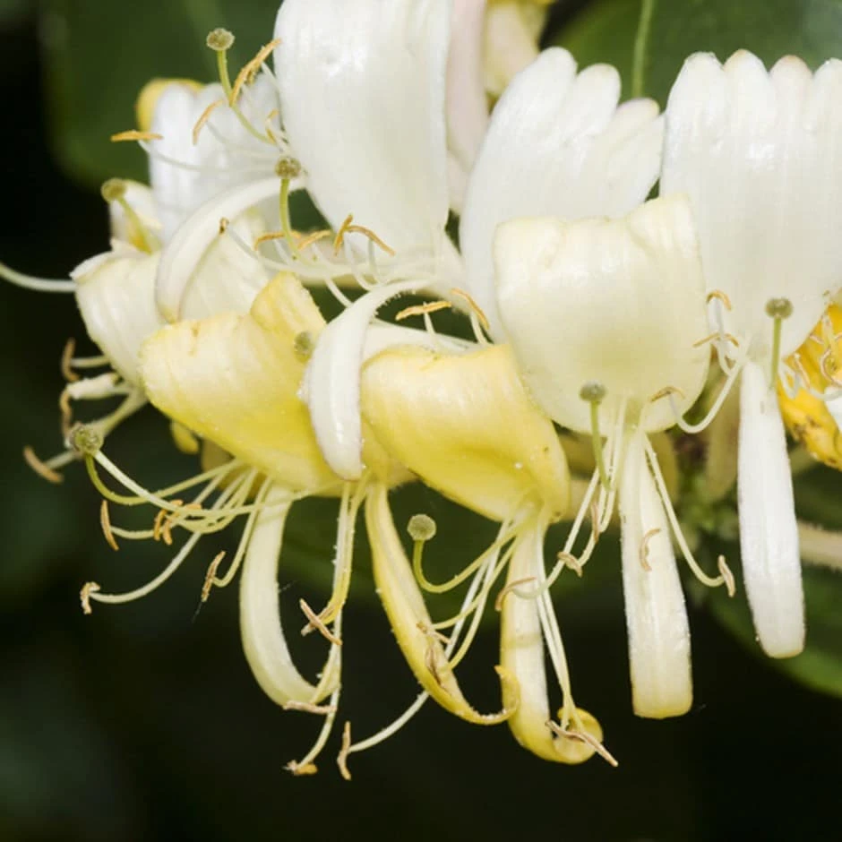 Lonicera Periclymenum 'Heaven Scent' 1 Lonicera Periclymenum 'Heaven Scent'