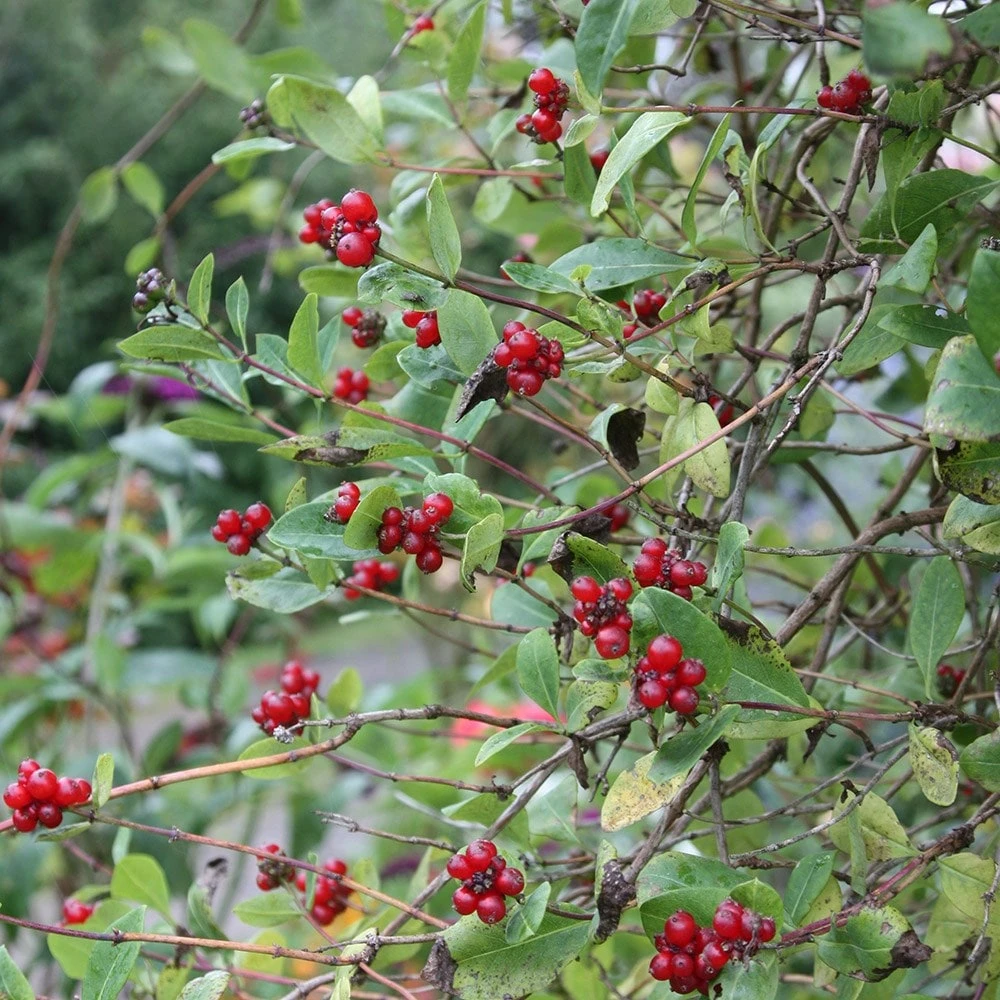 Lonicera Periclymenum 'Belgica' 2 Lonicera Periclymenum 'Belgica' - Image 2