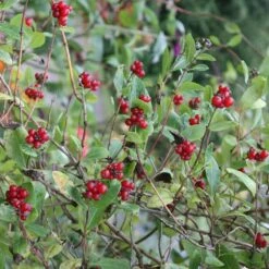 Lonicera Periclymenum 'Belgica' 5 Lonicera Periclymenum 'Belgica' -Plants Shop pl0000001683 card4 lg