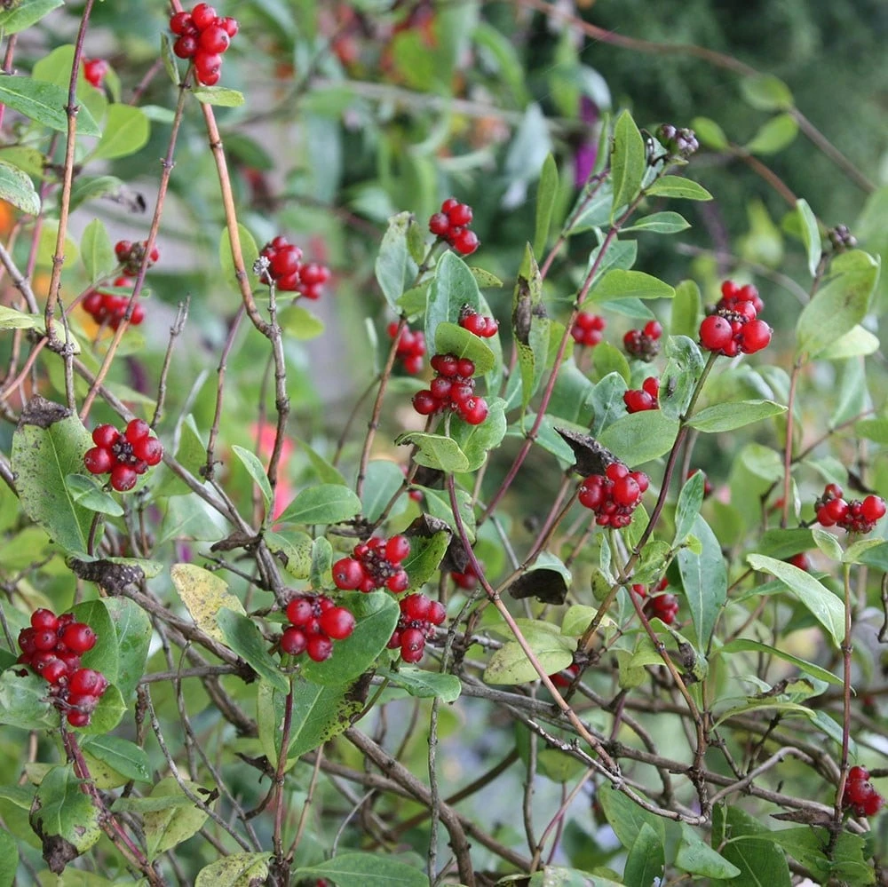 Lonicera Periclymenum 'Belgica' 3 Lonicera Periclymenum 'Belgica' - Image 3