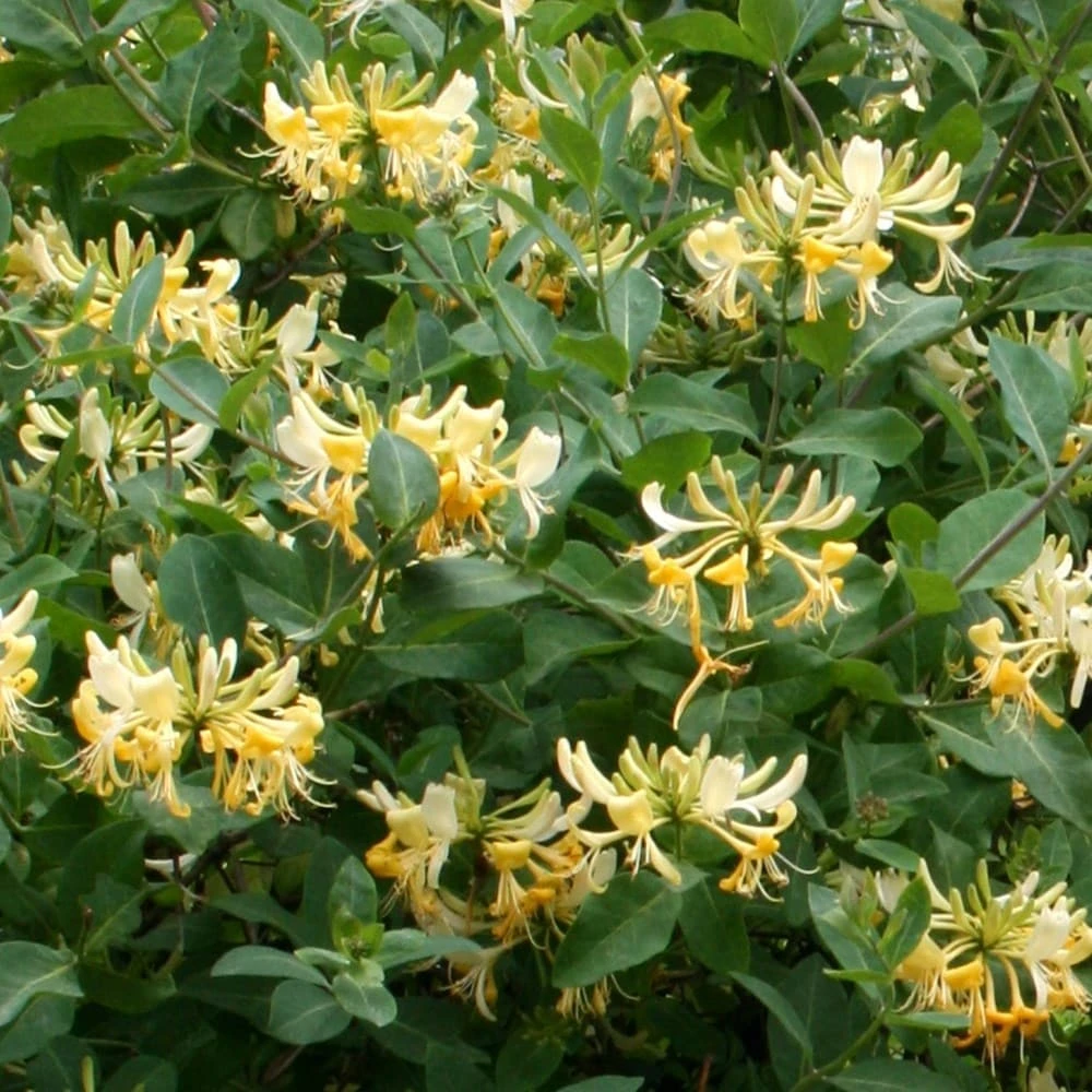 Lonicera Periclymenum 'Graham Thomas' 2 Lonicera Periclymenum 'Graham Thomas' - Image 2