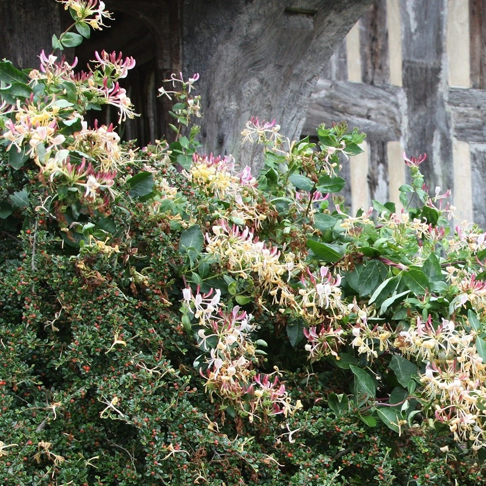 Lonicera Periclymenum 'Serotina' 2 Lonicera Periclymenum 'Serotina' - Image 2