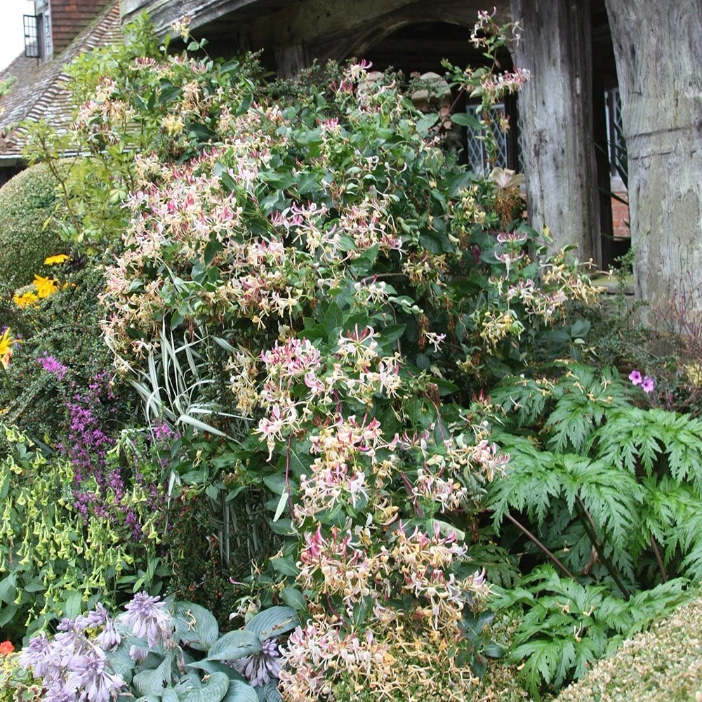 Lonicera Periclymenum 'Serotina' 3 Lonicera Periclymenum 'Serotina' - Image 3
