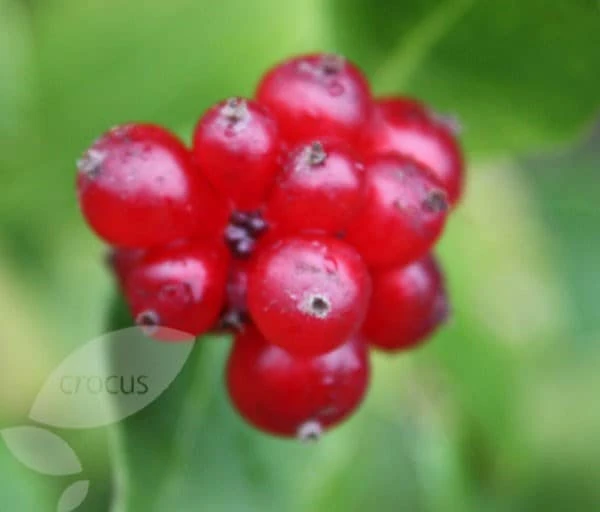 Lonicera Periclymenum 'Serotina' 4 Lonicera Periclymenum 'Serotina' - Image 4