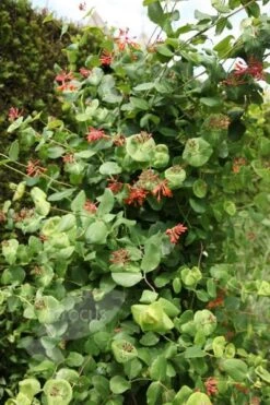 Lonicera × Brownii 'Dropmore Scarlet' -Plants Shop pl0000001687 card3 lg