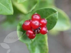 Lonicera × Brownii 'Dropmore Scarlet' -Plants Shop pl0000001687 card4 lg