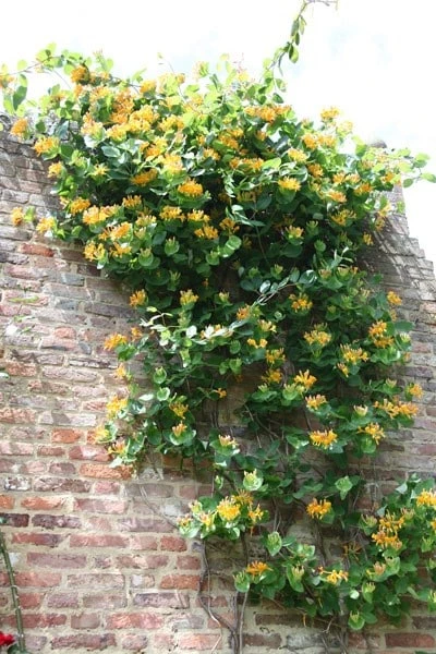 Lonicera × Tellmanniana 2 Lonicera × Tellmanniana - Image 2