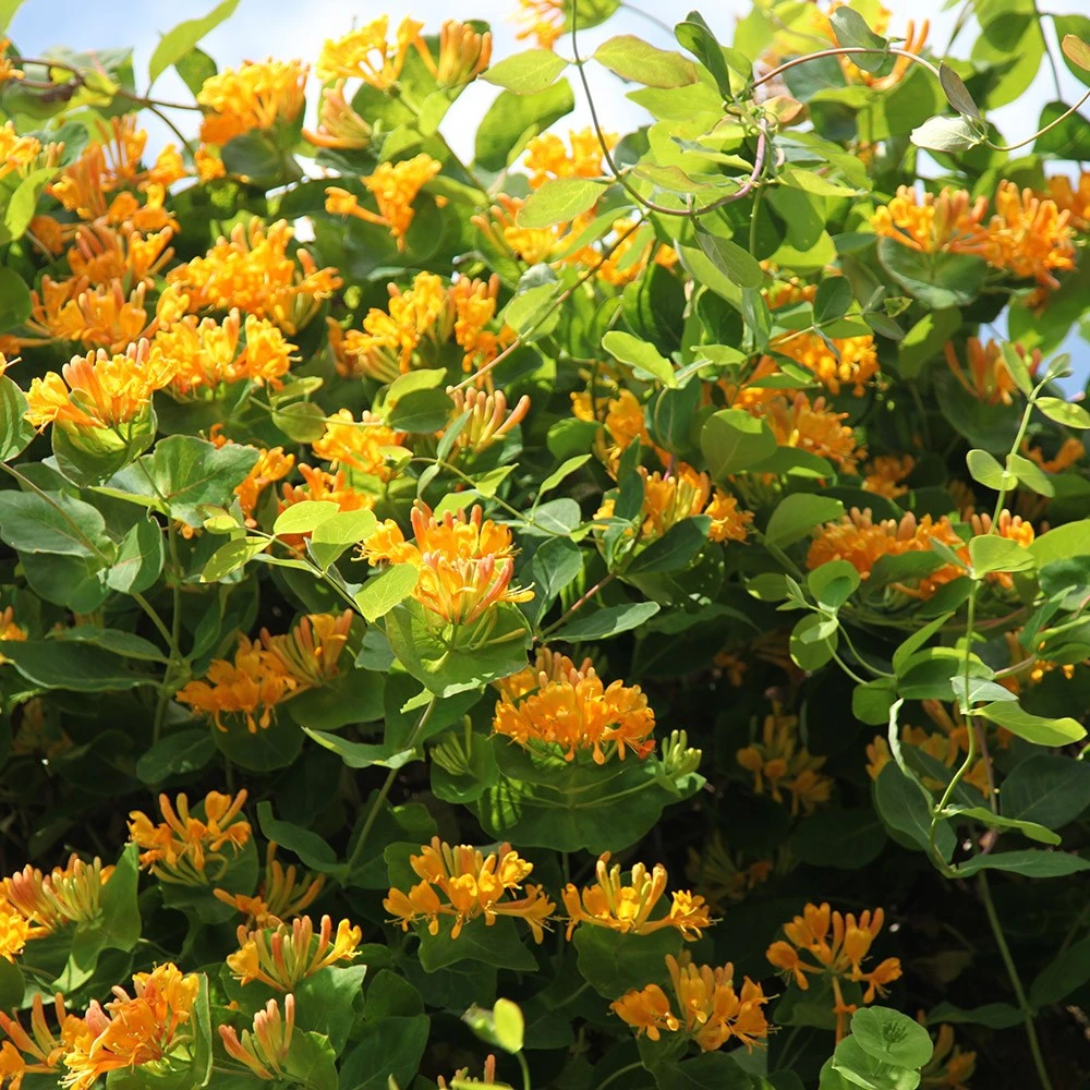 Lonicera × Tellmanniana 3 Lonicera × Tellmanniana - Image 3