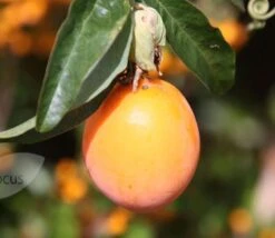 Passiflora Caerulea 5 Passiflora Caerulea -Plants Shop pl0000001697 card3 lg