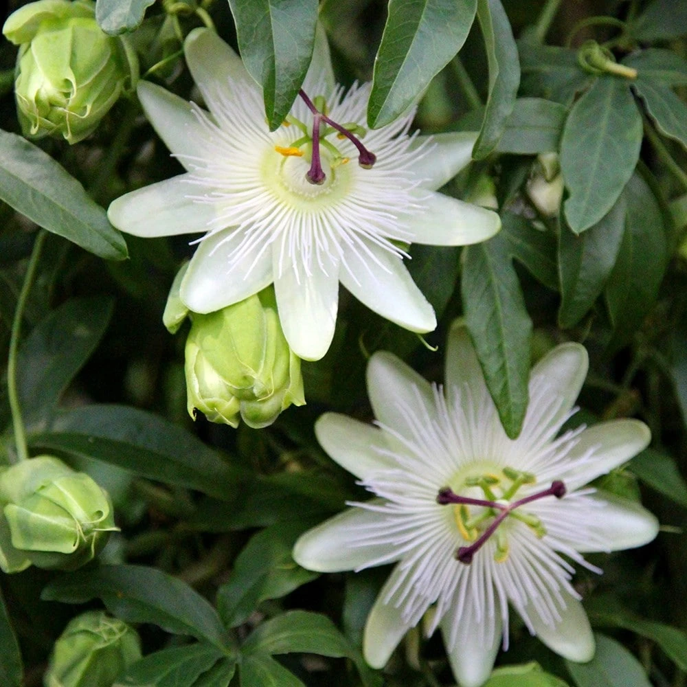 Passiflora Caerulea 'Constance Eliott' 2 Passiflora Caerulea 'Constance Eliott' - Image 2