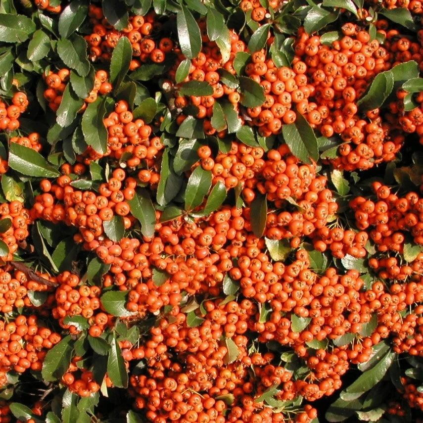 Pyracantha Saphyr Orange ('Cadange') 1 Pyracantha Saphyr Orange ('Cadange')