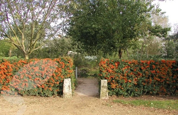 Pyracantha Saphyr Orange ('Cadange') 2 Pyracantha Saphyr Orange ('Cadange') - Image 2