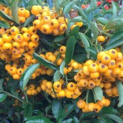Pyracantha Saphyr Jaune ('Cadaune')