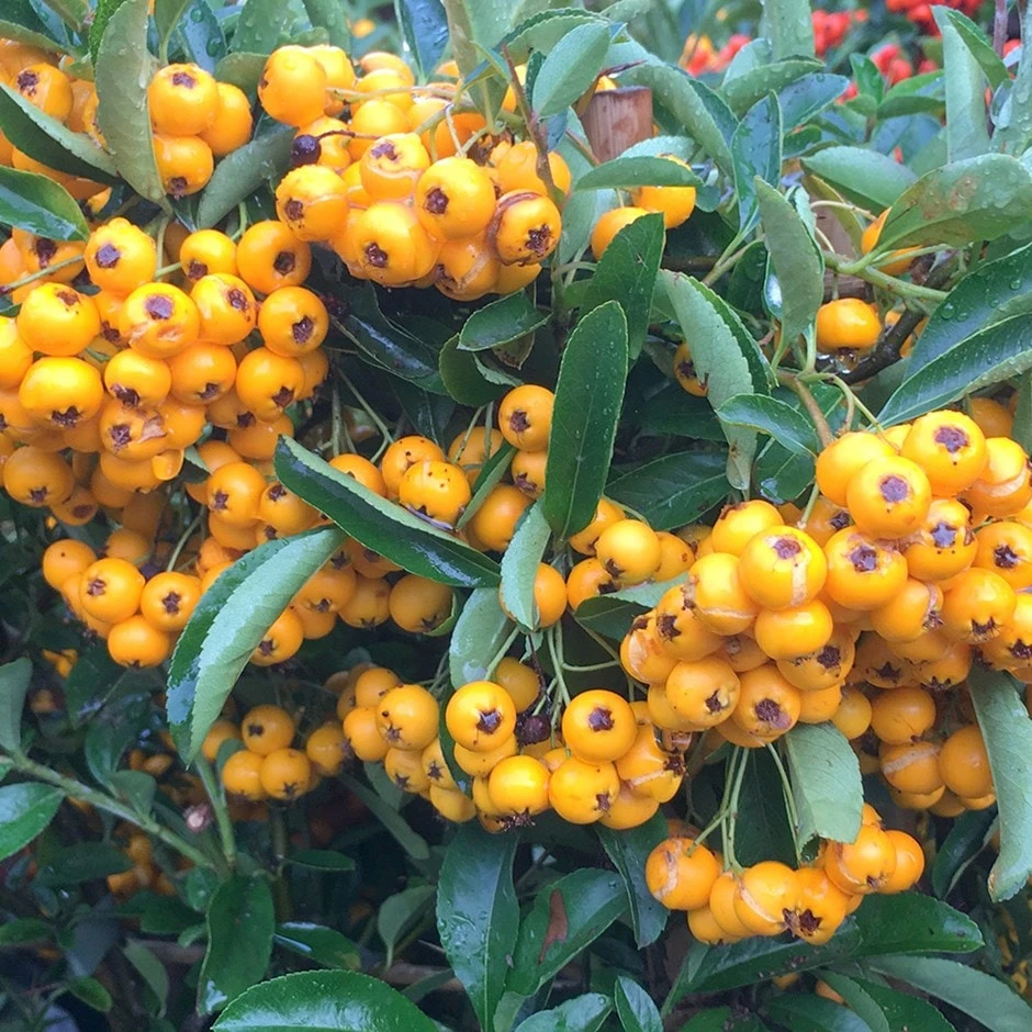 Pyracantha Saphyr Jaune ('Cadaune') 1 Pyracantha Saphyr Jaune ('Cadaune')
