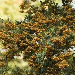 Pyracantha Saphyr Jaune ('Cadaune') 5 Pyracantha Saphyr Jaune ('Cadaune') -Plants Shop pl0000001714 card3 lg