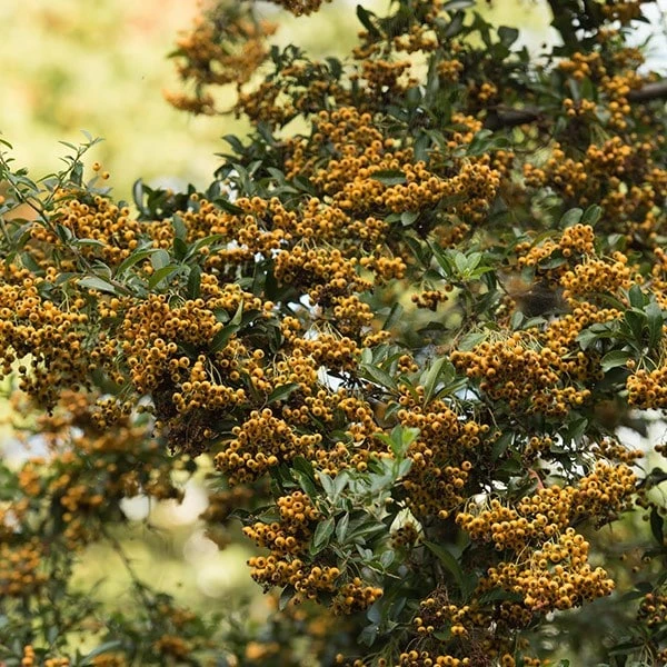 Pyracantha Saphyr Jaune ('Cadaune') 3 Pyracantha Saphyr Jaune ('Cadaune') - Image 3