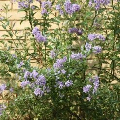Solanum Crispum 'Glasnevin' -Plants Shop pl0000001720 card3 lg