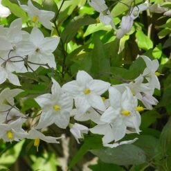 Solanum Laxum 'Album' -Plants Shop pl0000001722 card3 lg