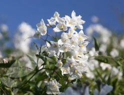 Solanum Laxum 'Album' -Plants Shop pl0000001722 card4 lg