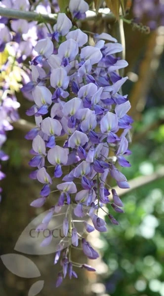 Wisteria Floribunda 3 Wisteria Floribunda - Image 3