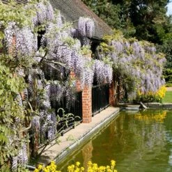 Wisteria Floribunda 9 Wisteria Floribunda -Plants Shop pl0000001735 card5 lg