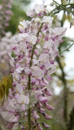 Wisteria Floribunda F. Rosea 'Hon-beni' -Plants Shop pl0000001742 card4 lg
